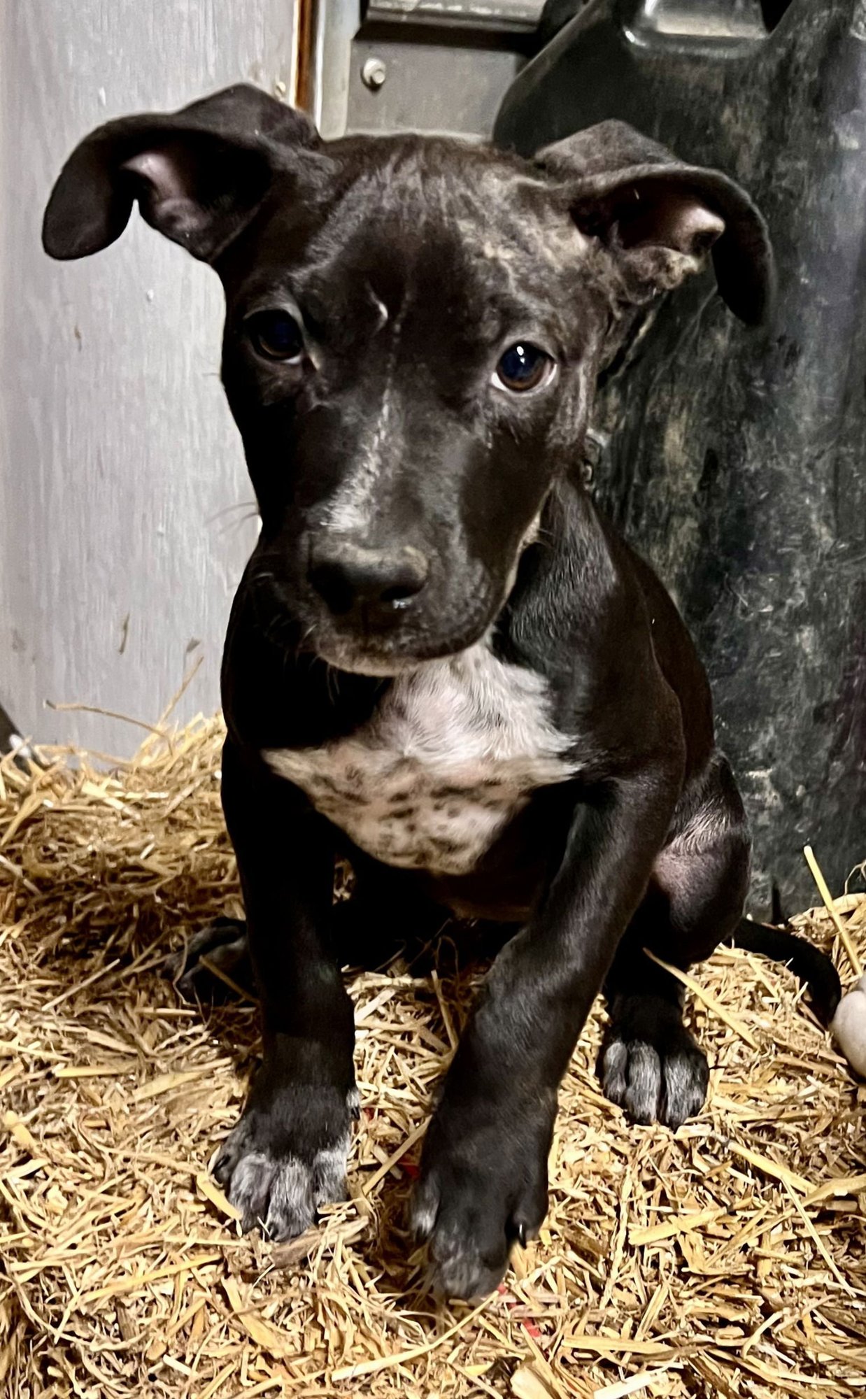 LB - Staffordshire Bull Terrier available for adoption