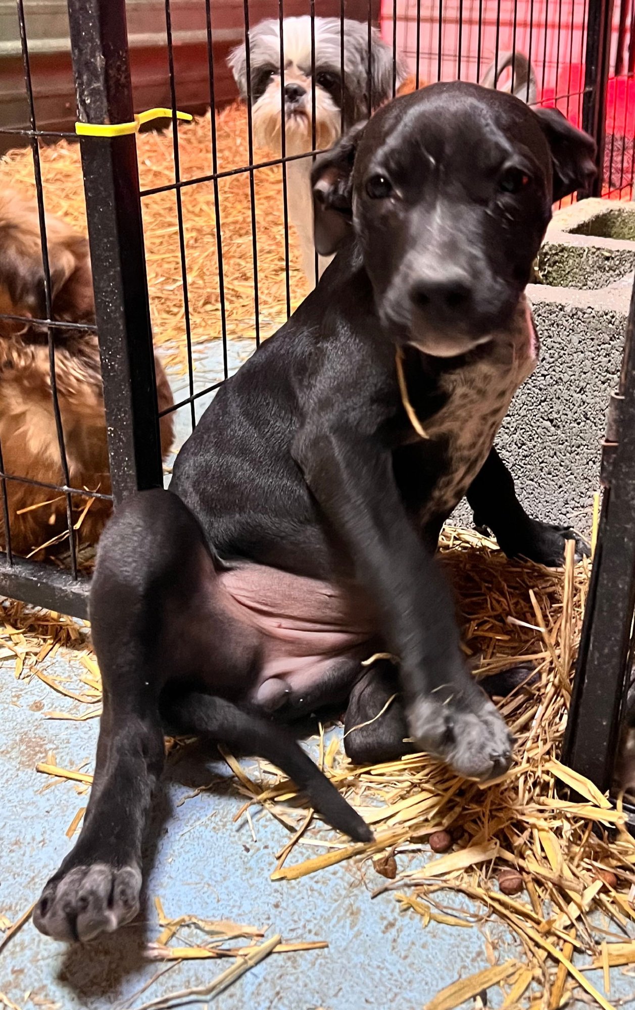 LB - Staffordshire Bull Terrier available for adoption