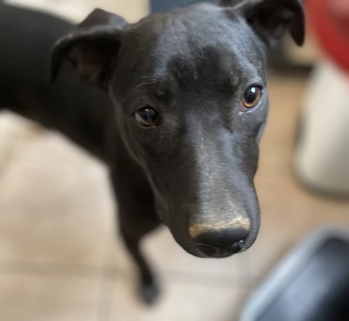 LB - Staffordshire Bull Terrier available for adoption