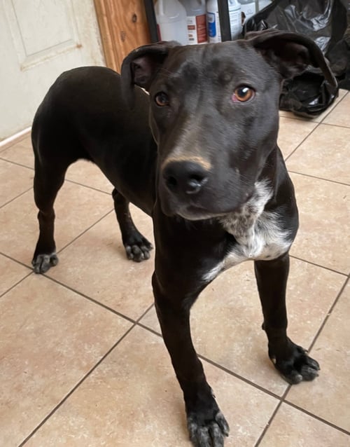LB - Staffordshire Bull Terrier available for adoption