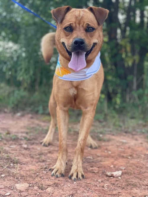 SERENA - Shepherd available for adoption
