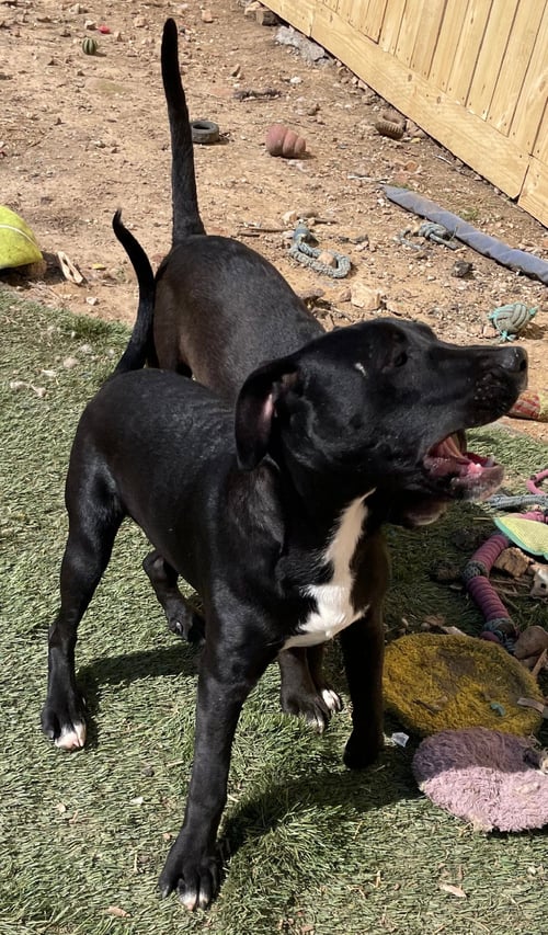 TYCOON - American Staffordshire Terrier / Cattle Dog available for adoption