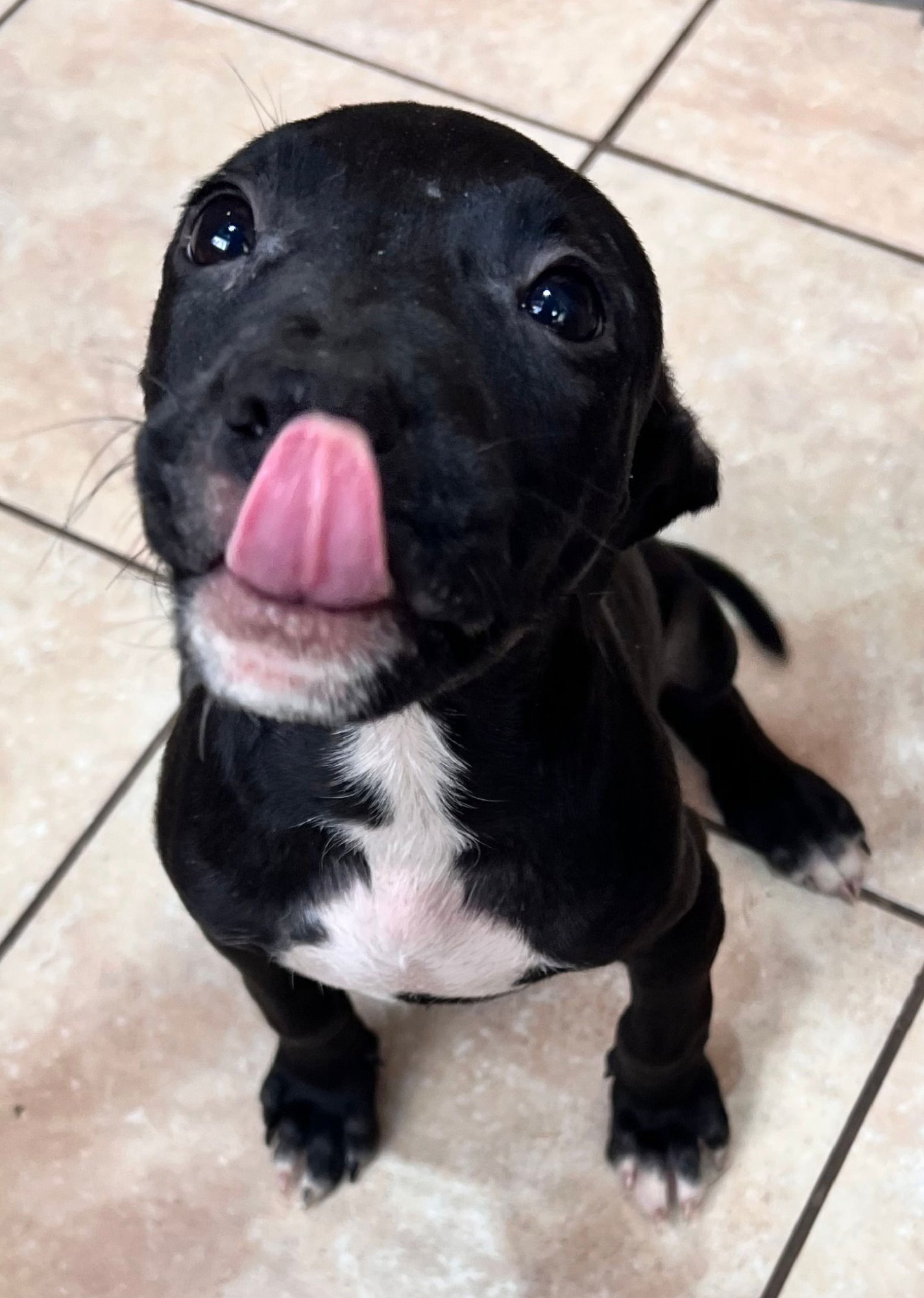 TYCOON - American Staffordshire Terrier / Cattle Dog available for adoption