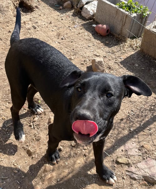 TYCOON - American Staffordshire Terrier / Cattle Dog available for adoption