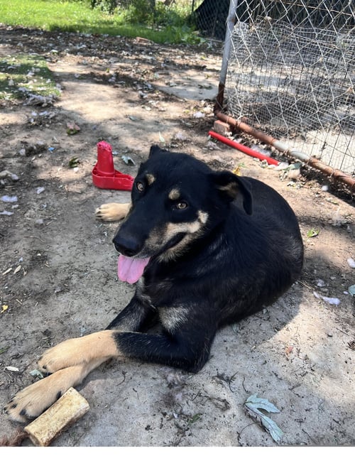 HOWARD - Husky / Shepherd available for adoption