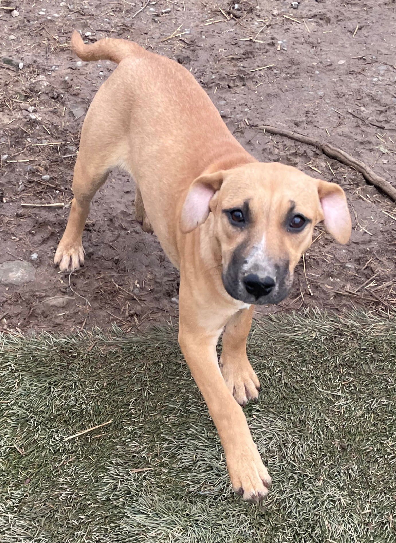 TIMBER - American Staffordshire Terrier / Cattle Dog available for adoption