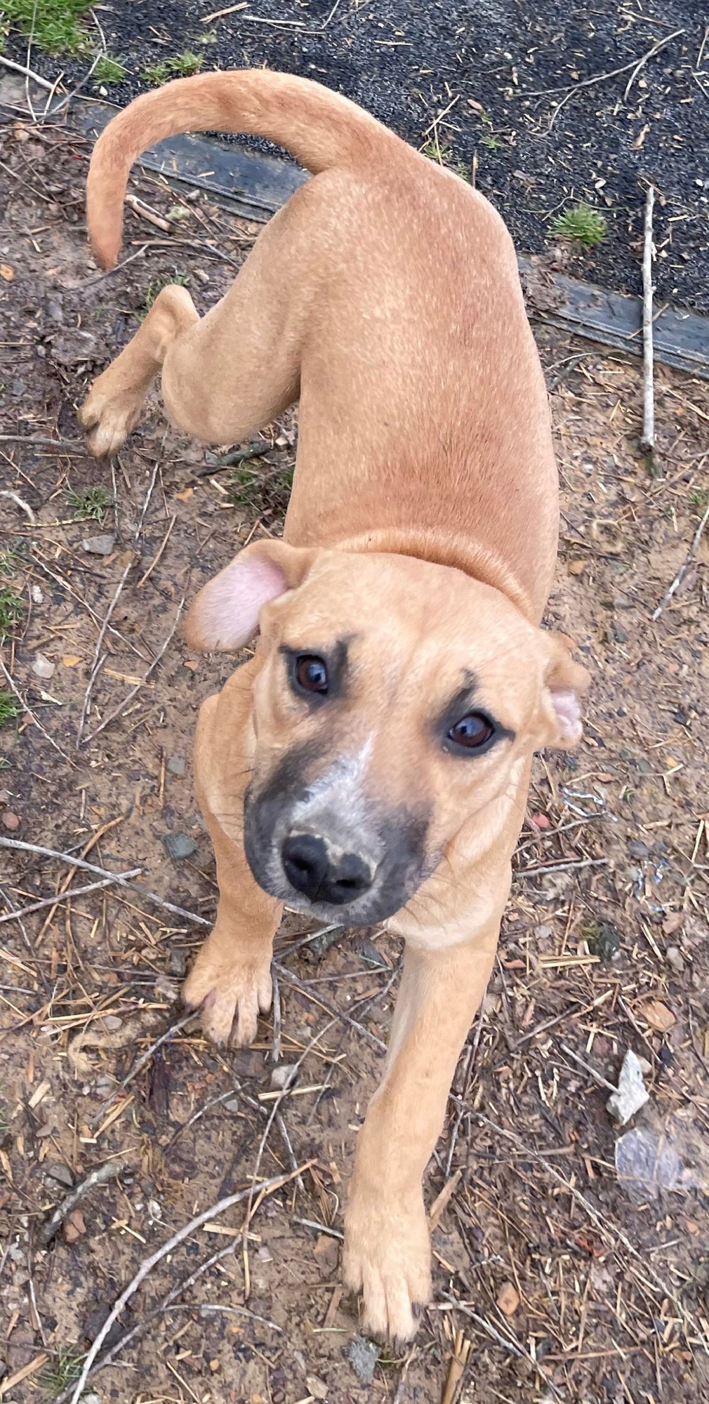 TIMBER - American Staffordshire Terrier / Cattle Dog available for adoption