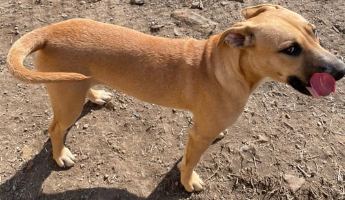 TIMBER - American Staffordshire Terrier / Cattle Dog available for adoption