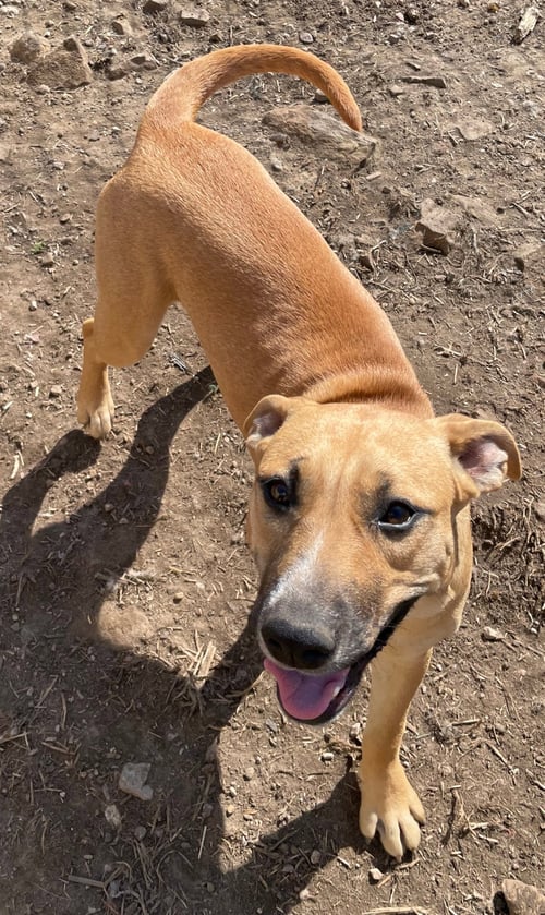 TIMBER - American Staffordshire Terrier / Cattle Dog available for adoption