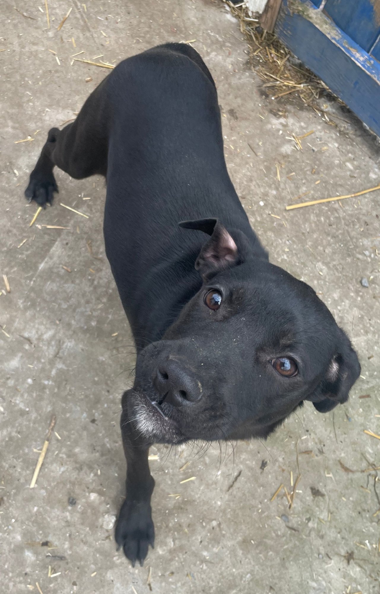 PIPER - Labrador Retriever for adoption in Chattanooga