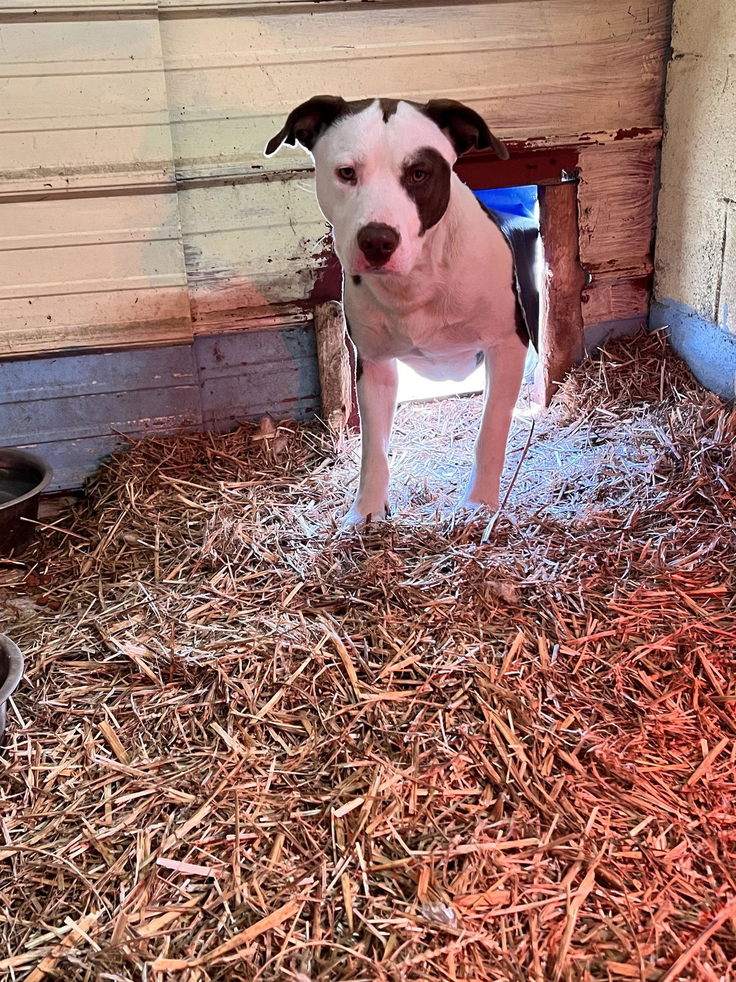 JAX - Staffordshire Bull Terrier available for adoption