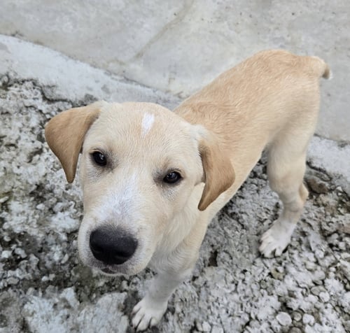 IVAN - Labrador Retriever / Great Pyrenees available for adoption