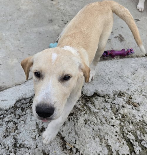IVAN - Labrador Retriever / Great Pyrenees available for adoption