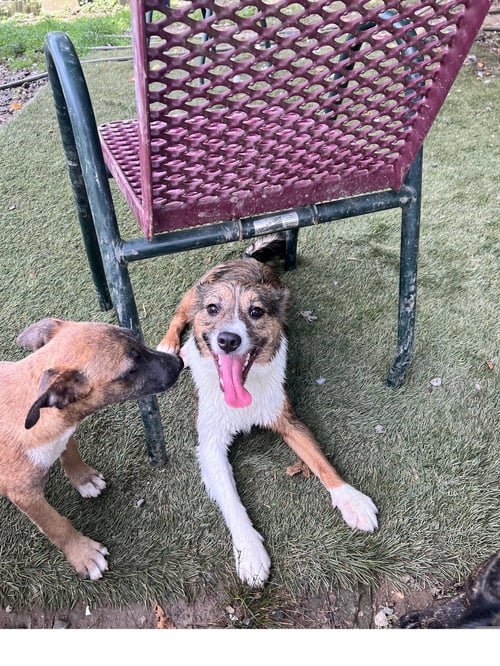 POPPY - Terrier available for adoption