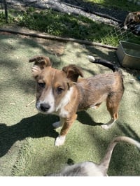 Poppy - Photo 3