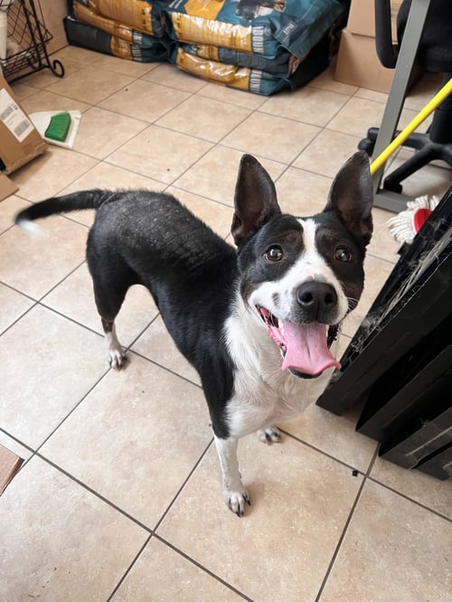 KAIA - Terrier available for adoption