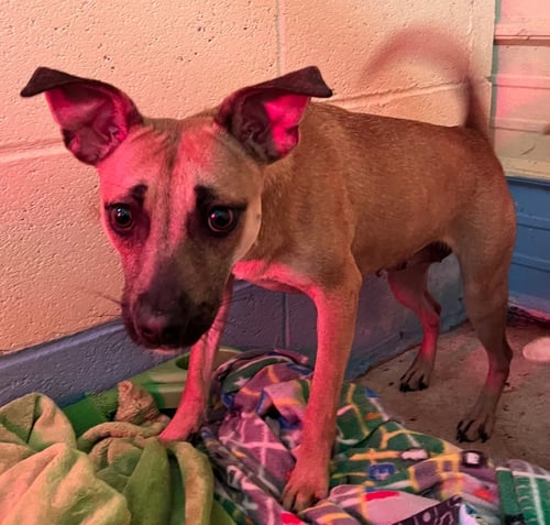KOOKIE - Miniature Pinscher available for adoption