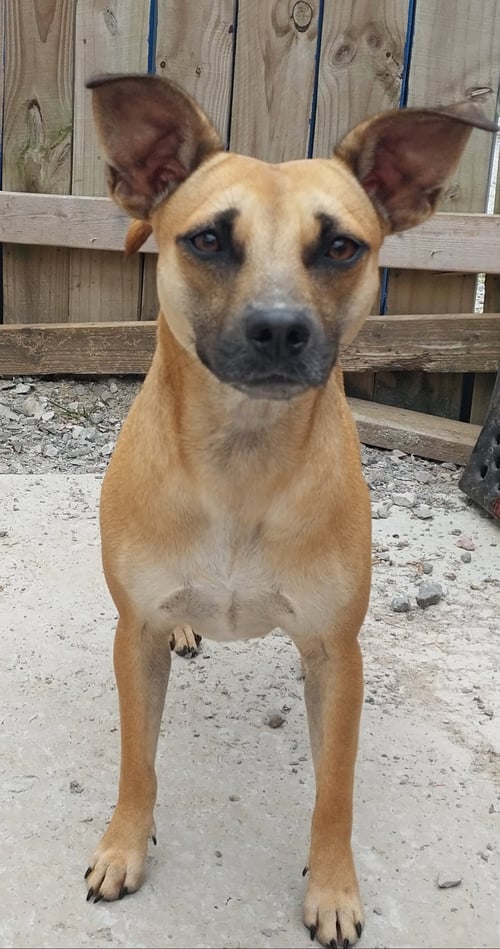KOOKIE - Miniature Pinscher available for adoption