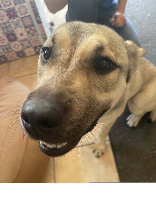 WILLOW - Husky / Shepherd available for adoption