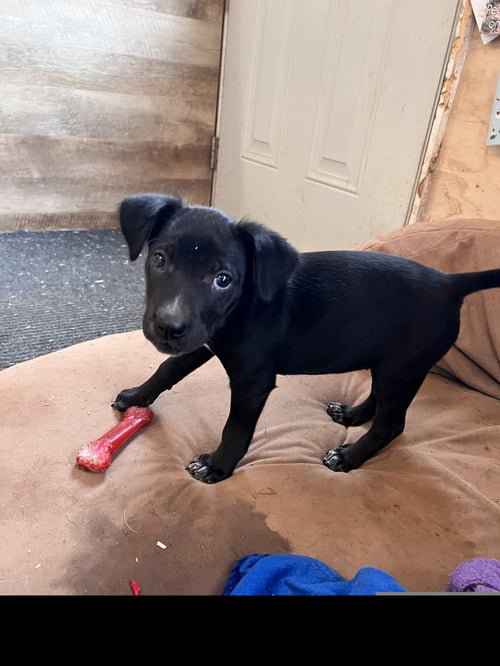 BEVERLY - Labrador Retriever for adoption in Chattanooga