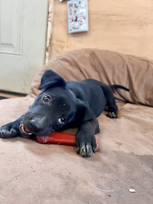 BEVERLY - Labrador Retriever available for adoption