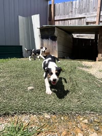 Oliver - Photo 2