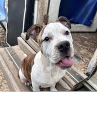 Sarge - Photo 2