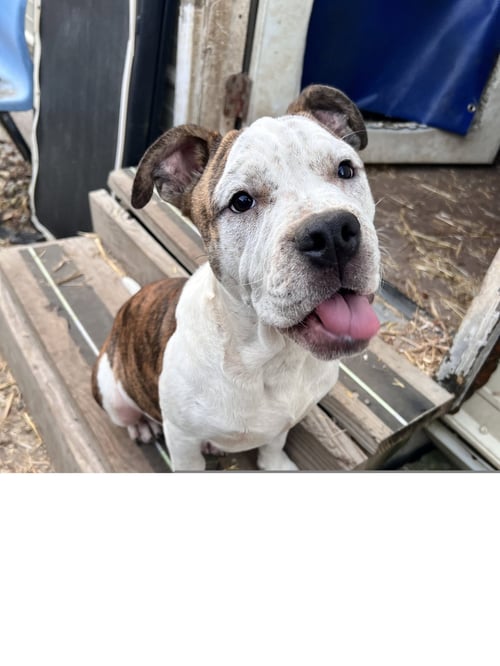 SARGE - American Bulldog available for adoption