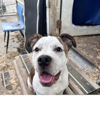 Sarge - Photo 3