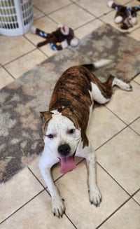 Sarge - Photo 2