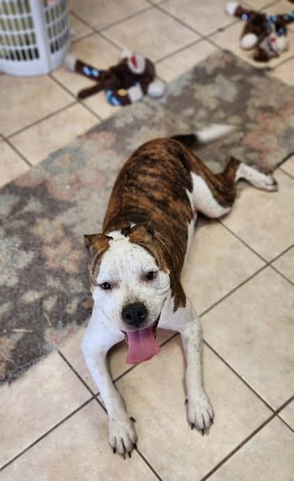 SARGE - American Bulldog available for adoption