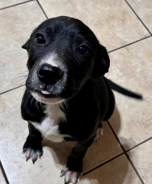 BOWIE - Labrador Retriever / Beagle available for adoption