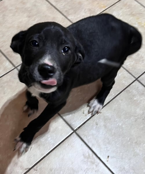 BOWIE - Labrador Retriever / Beagle available for adoption