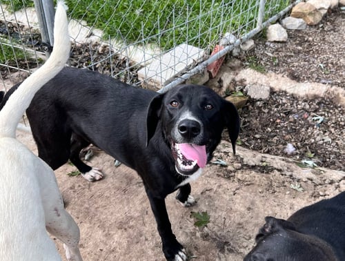 BOWIE - Labrador Retriever / Beagle available for adoption