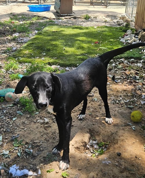 BOWIE - Labrador Retriever / Beagle available for adoption