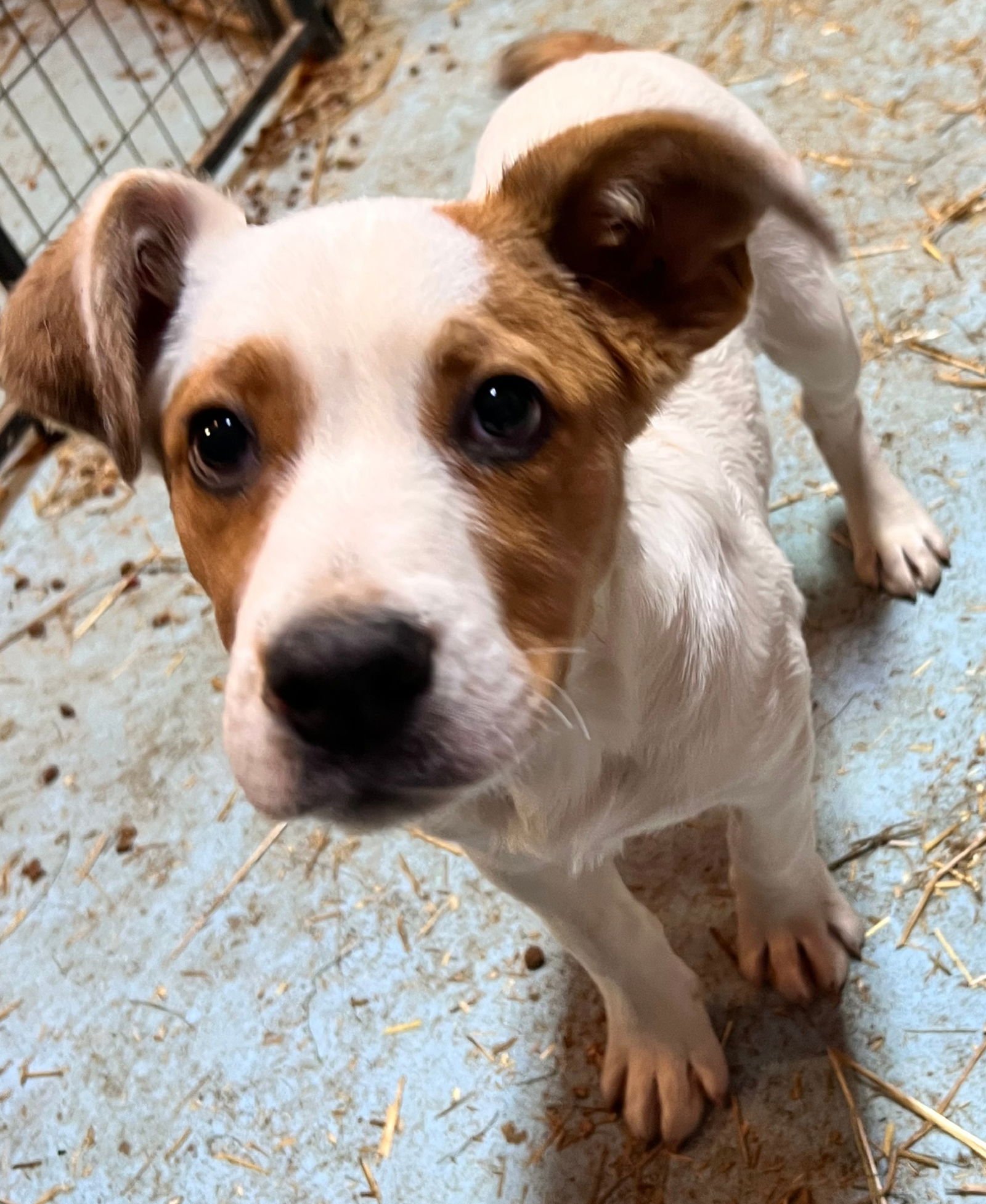 FRED - Hound available for adoption