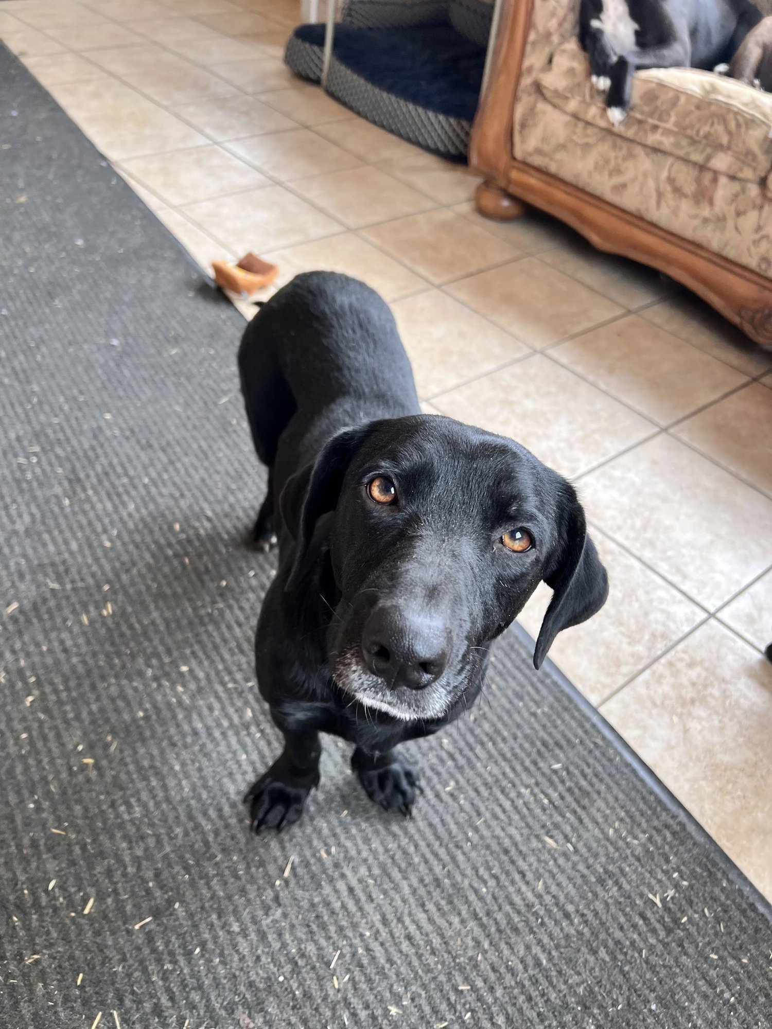 BRIDGET - Labrador Retriever / Hound available for adoption