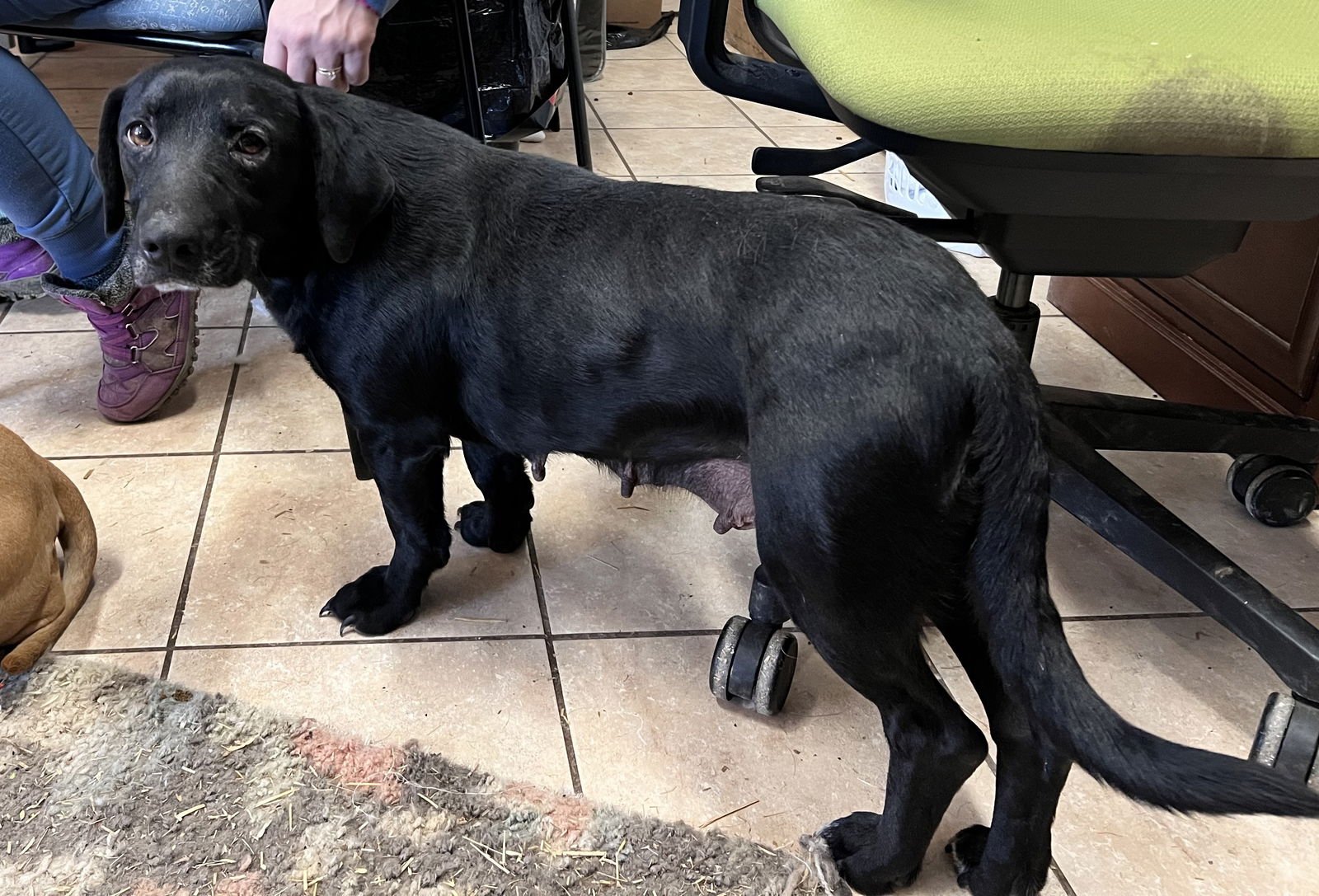 BRIDGET - Labrador Retriever / Hound available for adoption