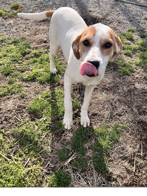 LYRA - Coonhound / Great Pyrenees available for adoption