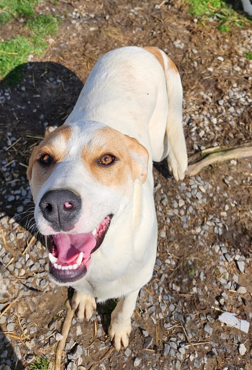 LYRA - Coonhound / Great Pyrenees available for adoption