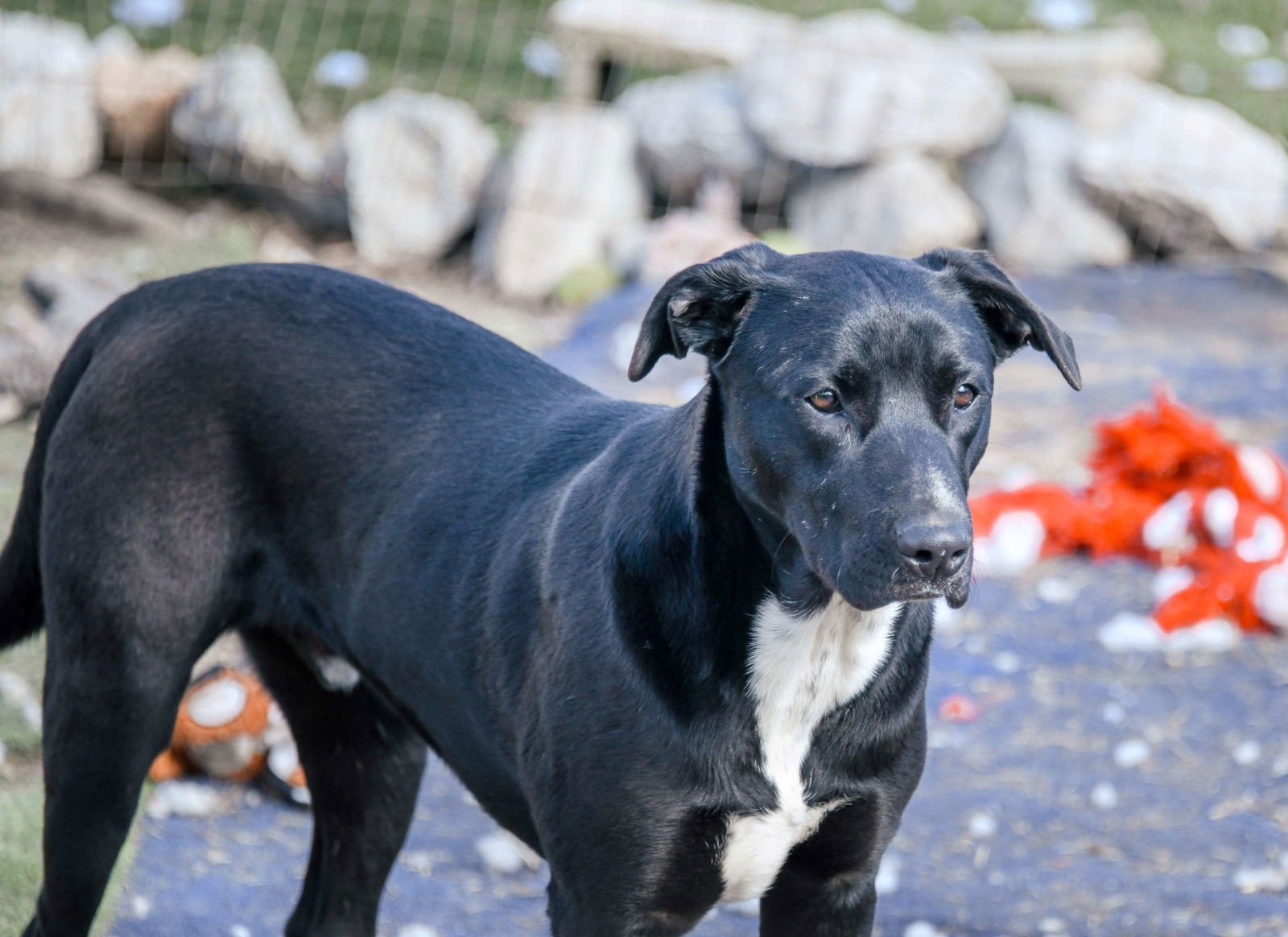 EDEN - American Staffordshire Terrier available for adoption