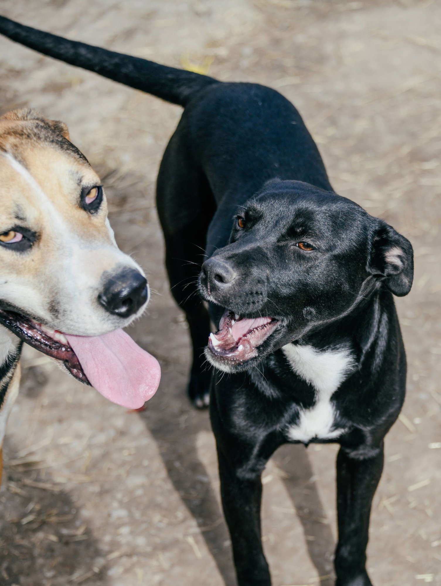 EDEN - American Staffordshire Terrier available for adoption