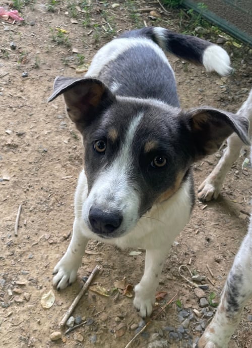 FAYE - Cattle Dog available for adoption