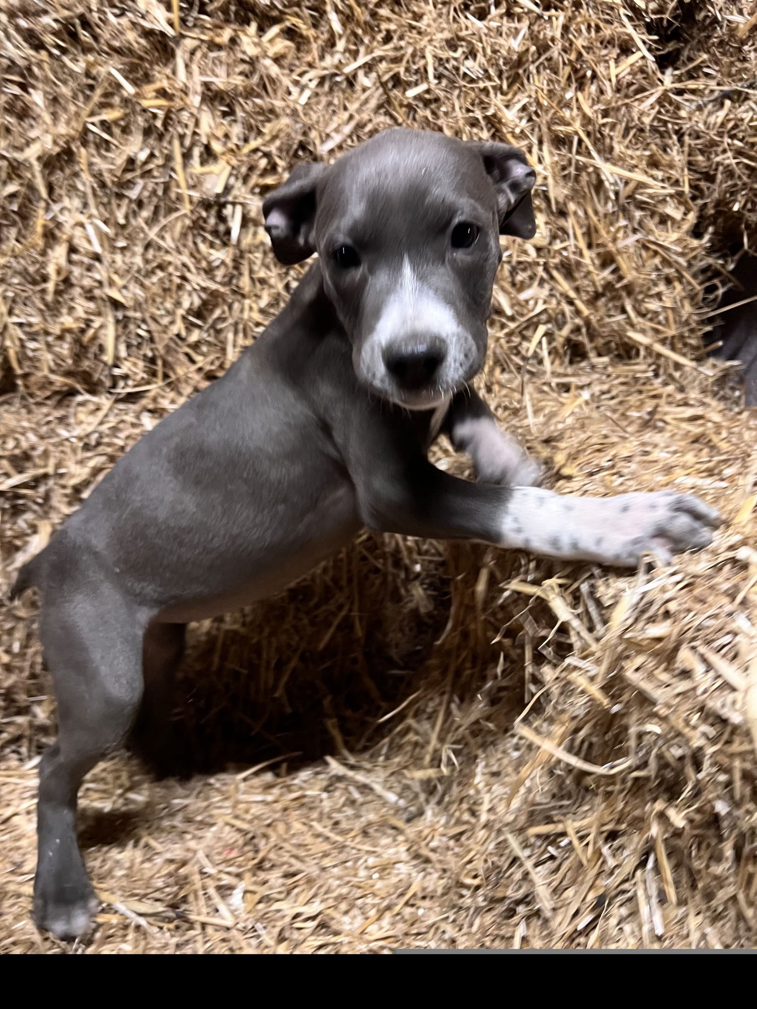 LC - Staffordshire Bull Terrier available for adoption