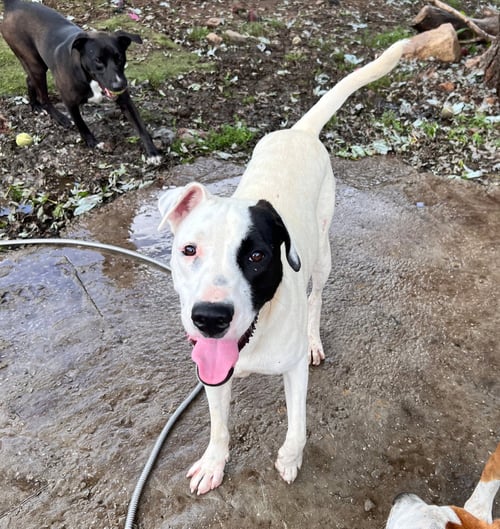 GUS - Staffordshire Bull Terrier available for adoption