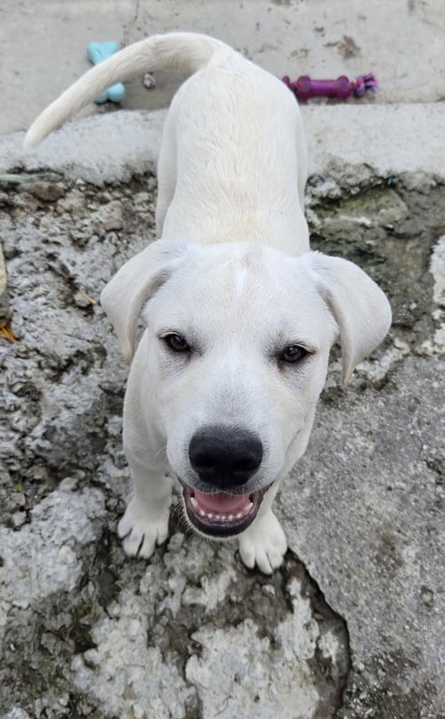 ICHABOD - Labrador Retriever / Great Pyrenees available for adoption