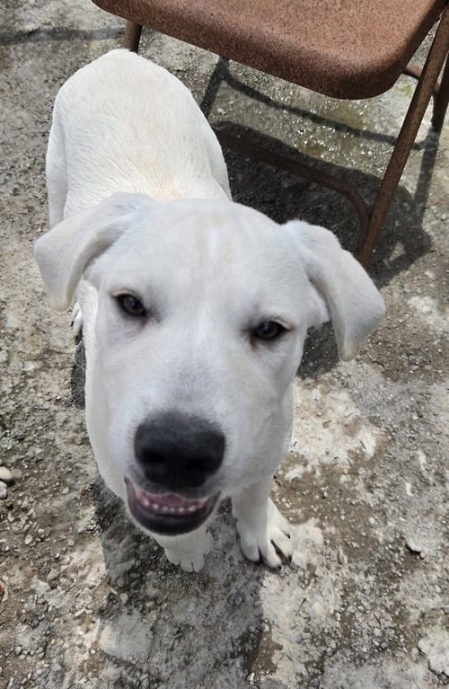 ICHABOD - Labrador Retriever / Great Pyrenees available for adoption