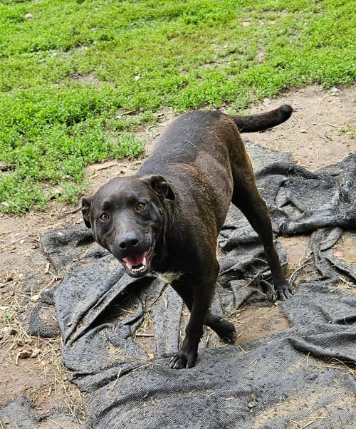 MAX - Labrador Retriever available for adoption