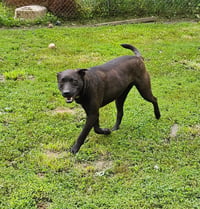 Max - Photo 3