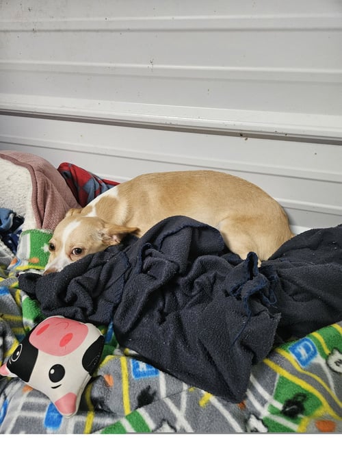 BEN - Chihuahua available for adoption